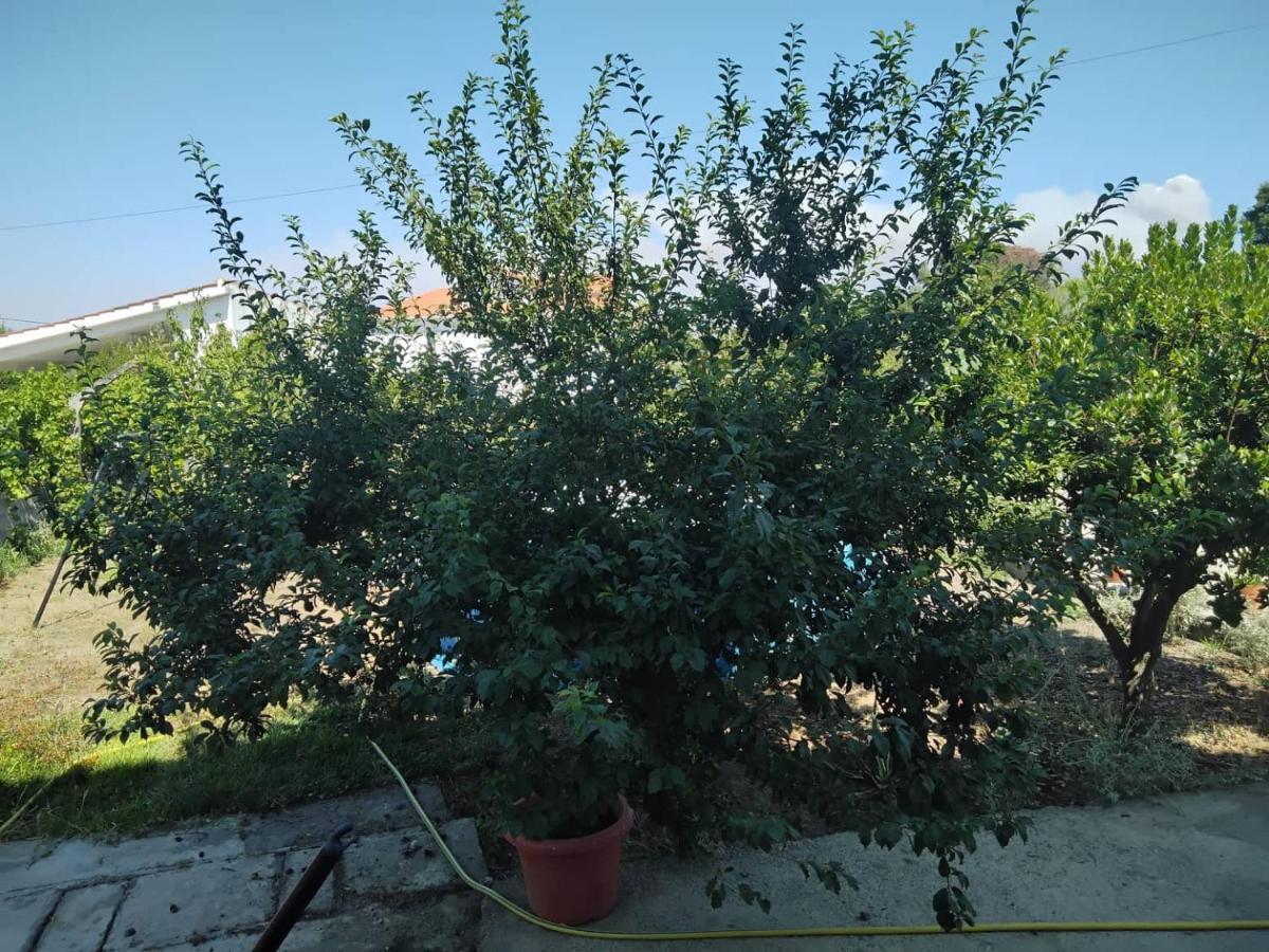 Casa Do Campo Βίλα Seia Εξωτερικό φωτογραφία